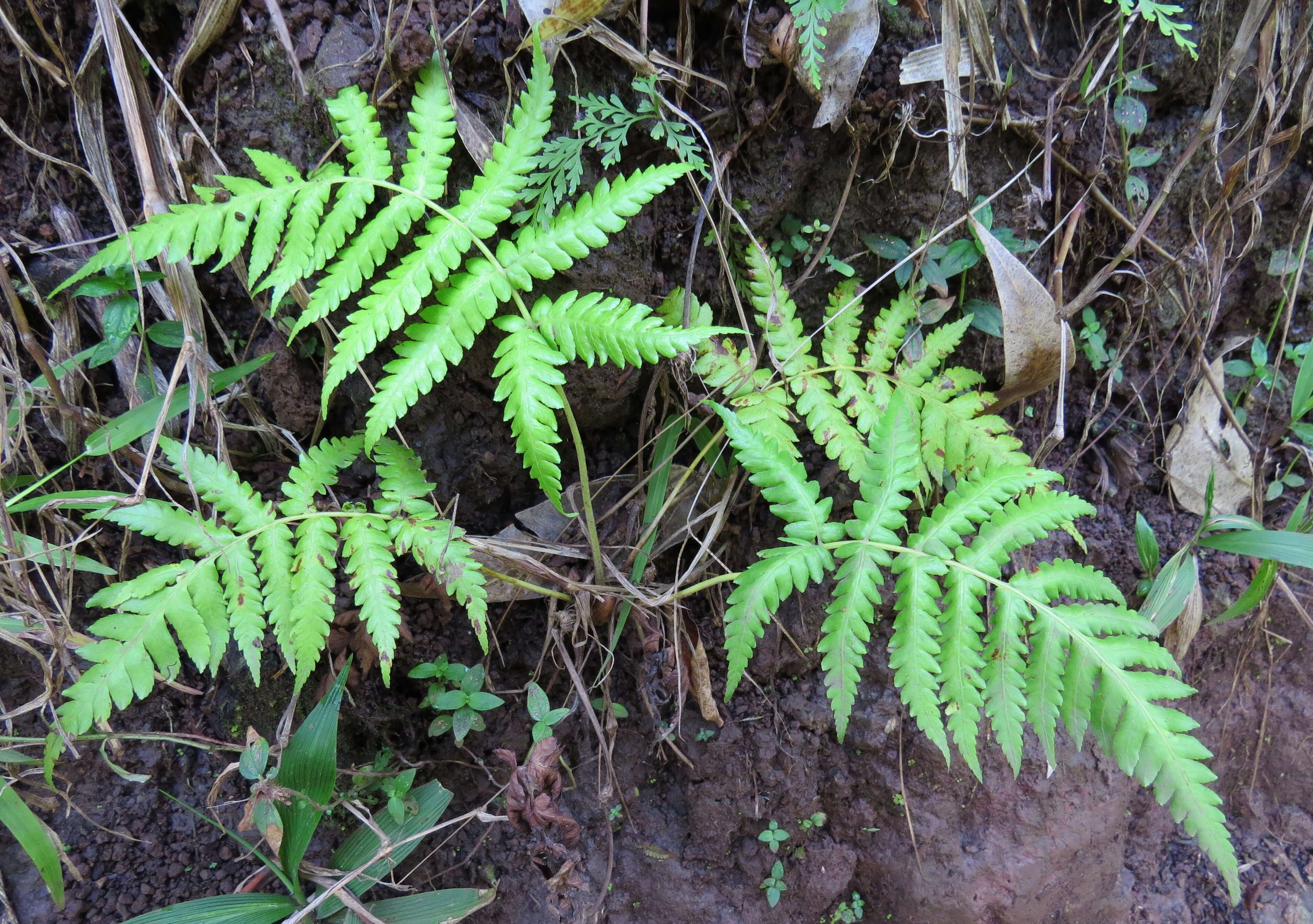 Image of Hapu'u