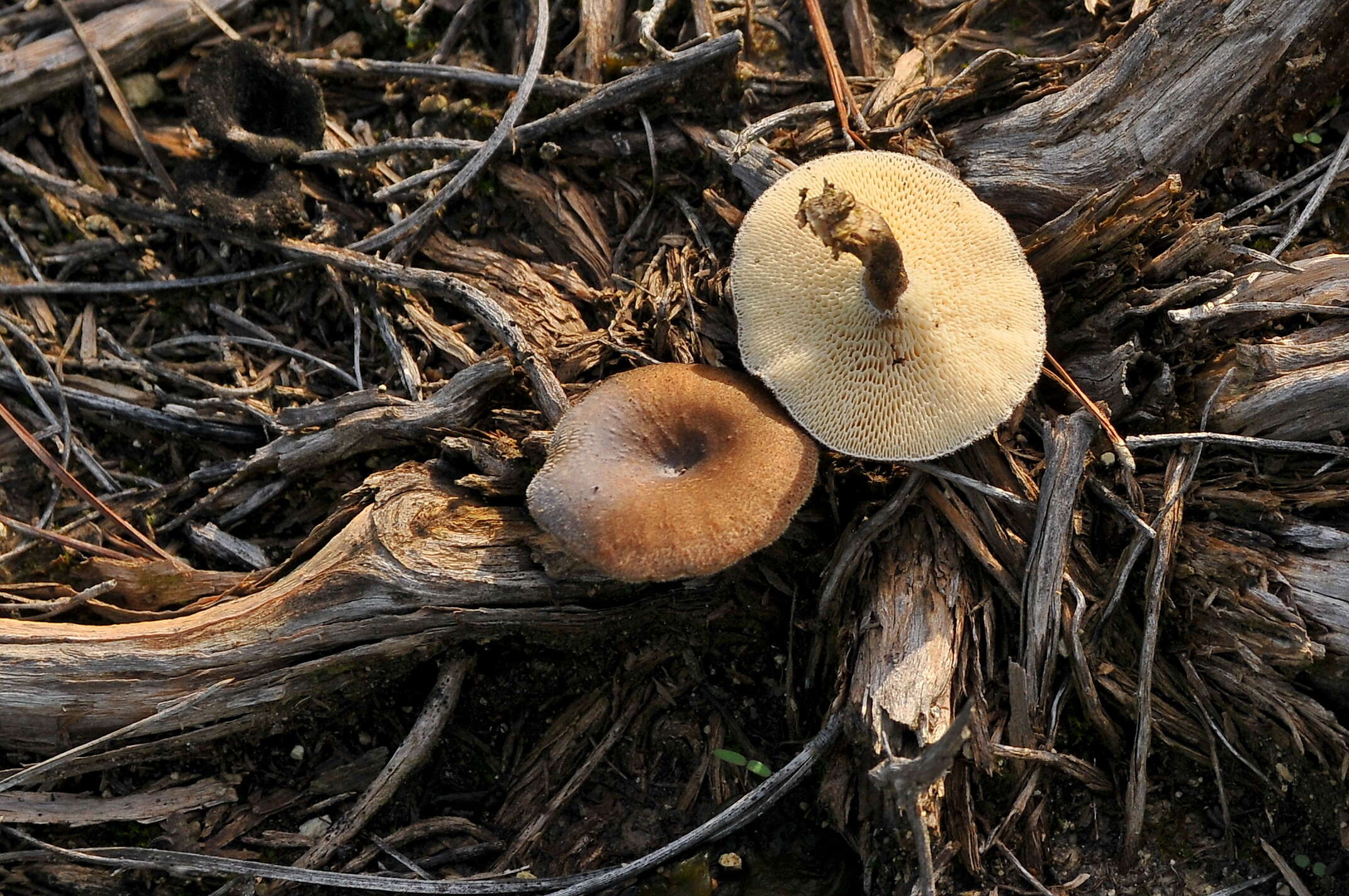 Image of Cerioporus meridionalis (A. David) Zmitr. & Kovalenko 2016