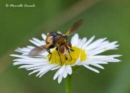 صورة Gymnosoma