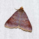 Image of Plecoptera quaesita Swinhoe 1886