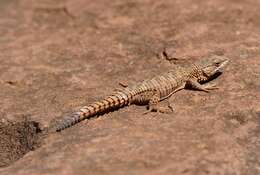 Image of Girdled Lizards