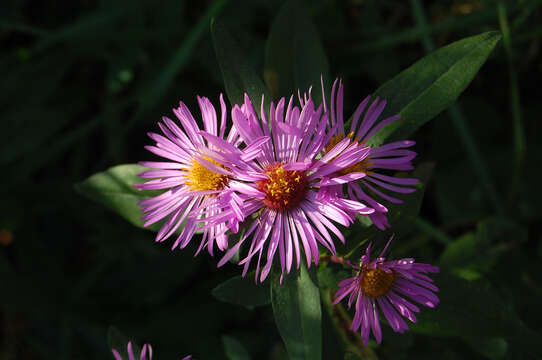 Image of aster