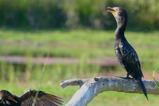 Image of Dwarf cormorants