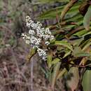 Слика од Miconia rubiginosa (Bonpl.) DC.