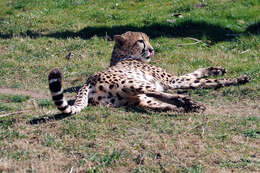 Image of Acinonyx Brookes 1828