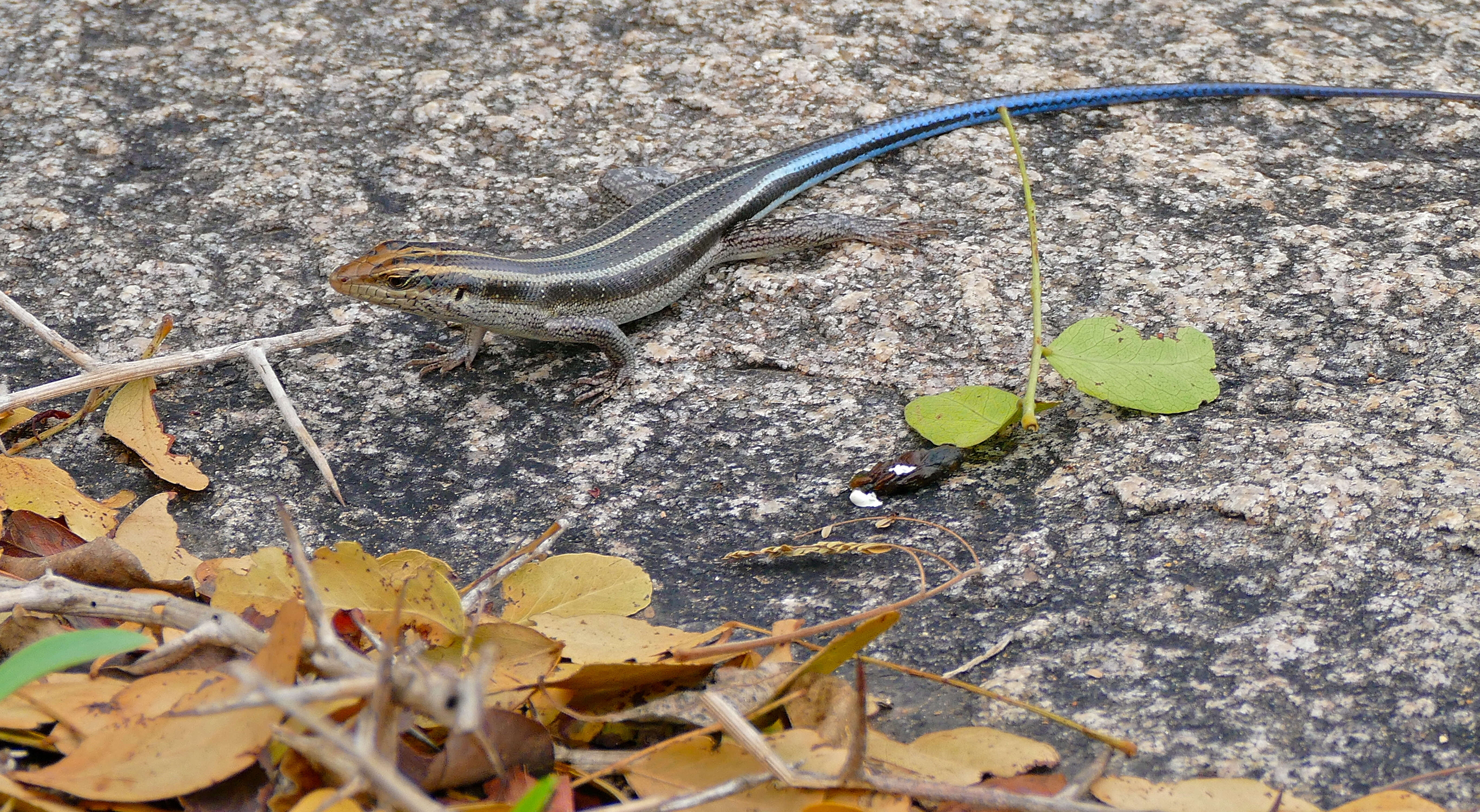 Sivun Trachylepis Fitzinger 1843 kuva