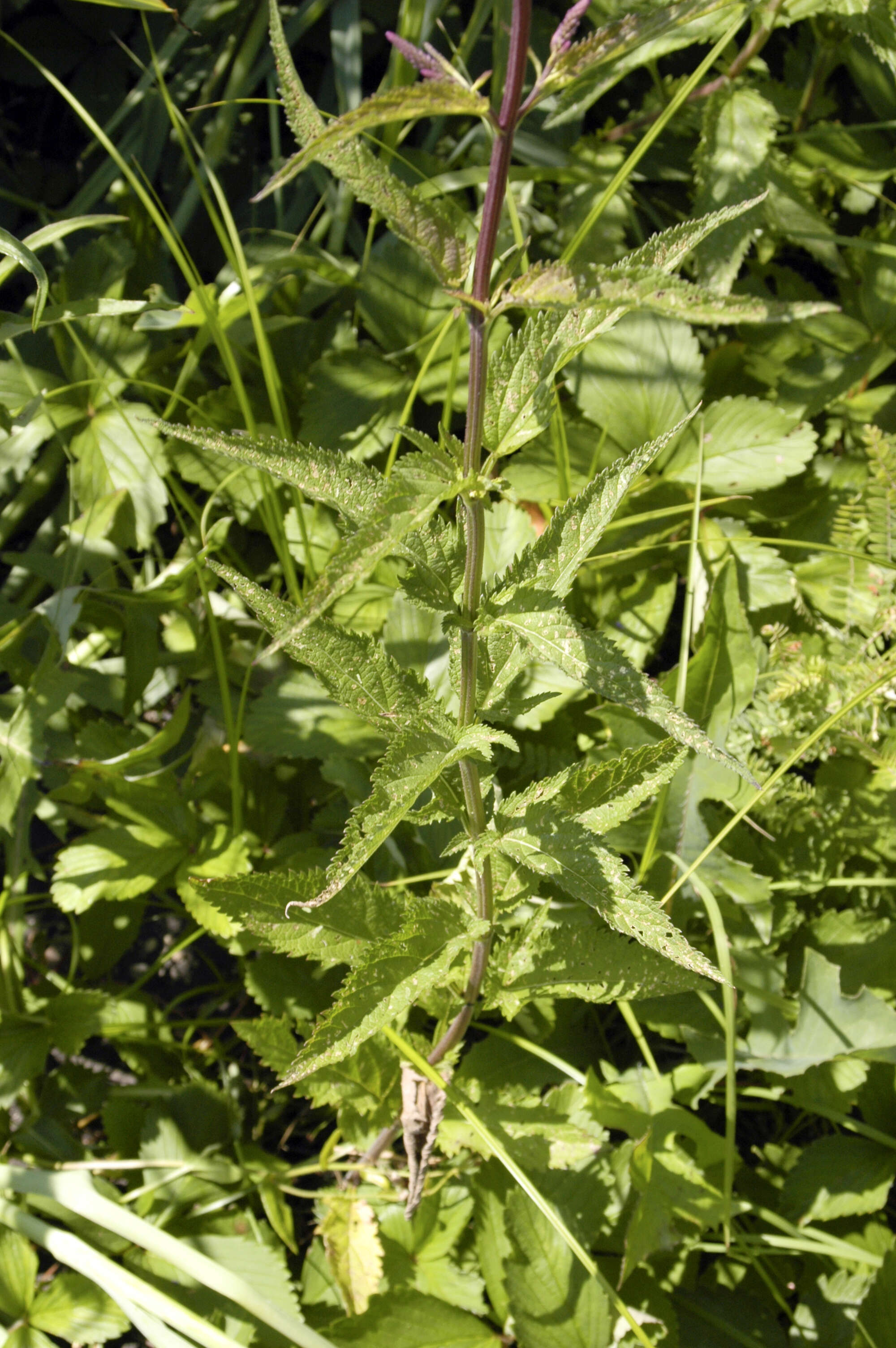 Image of vervain