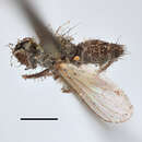 صورة Coenosia femoralis (Robineau-Desvoidy 1830)