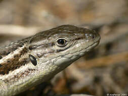 Psammodromus algirus (Linnaeus 1758) resmi