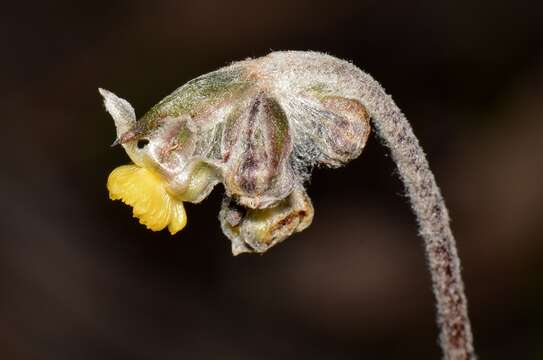 Image de Tribonanthes brachypetala Lindl.