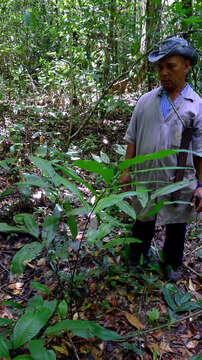 Image of Meniscium macrophyllum Kunze