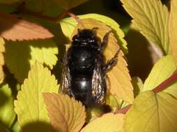 Image of Anthophorine Bees