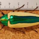 Chrysochroa limbata Nonfried 1891 resmi