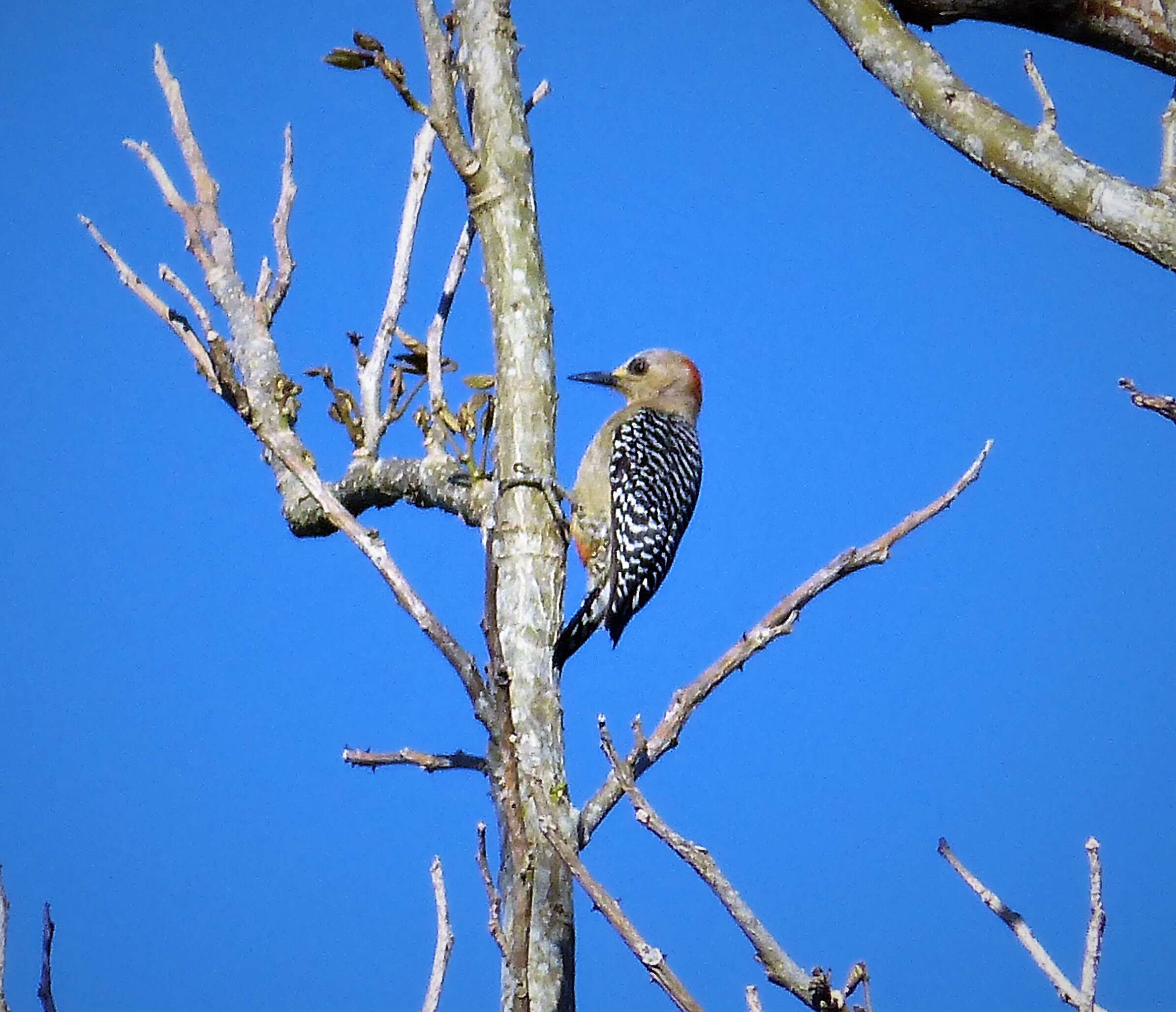 Image of Red-crowned Woodpecker