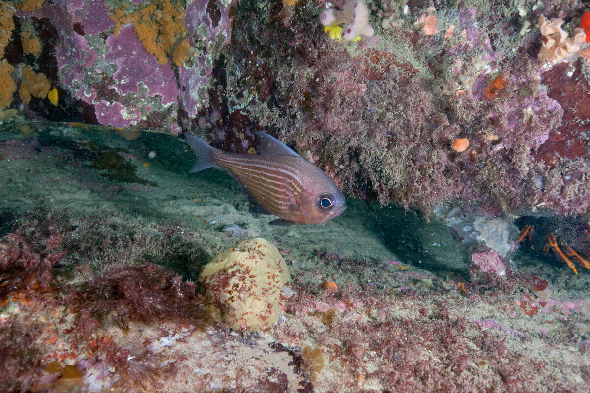 Image of Pempheris