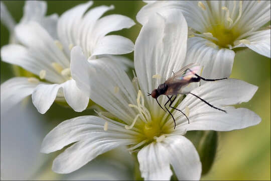 صورة Cerastium arvense subsp. strictum (L.) Gaudin