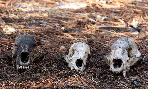 Image of Florida Black Bear.