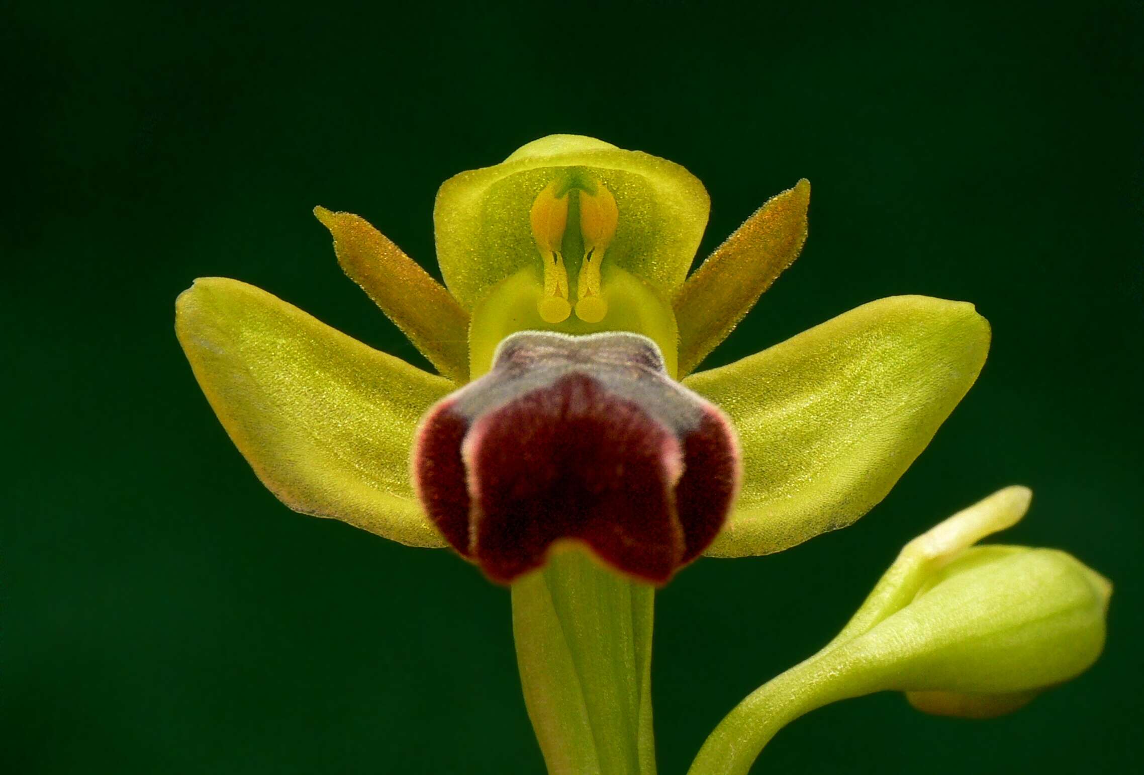 Image of ophrys