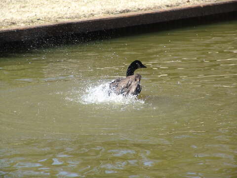 Image of Hawaiian goose