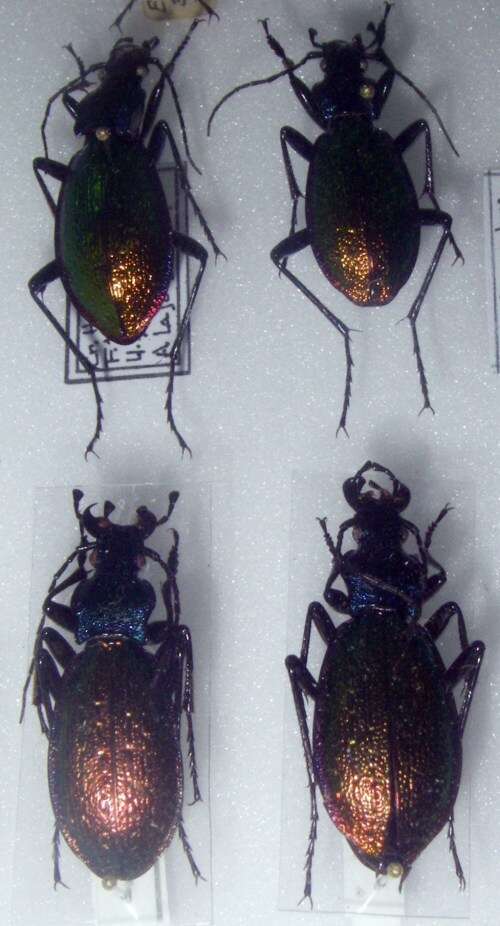 Image of Carabus (Chrysocarabus) hispanus Fabricius 1787