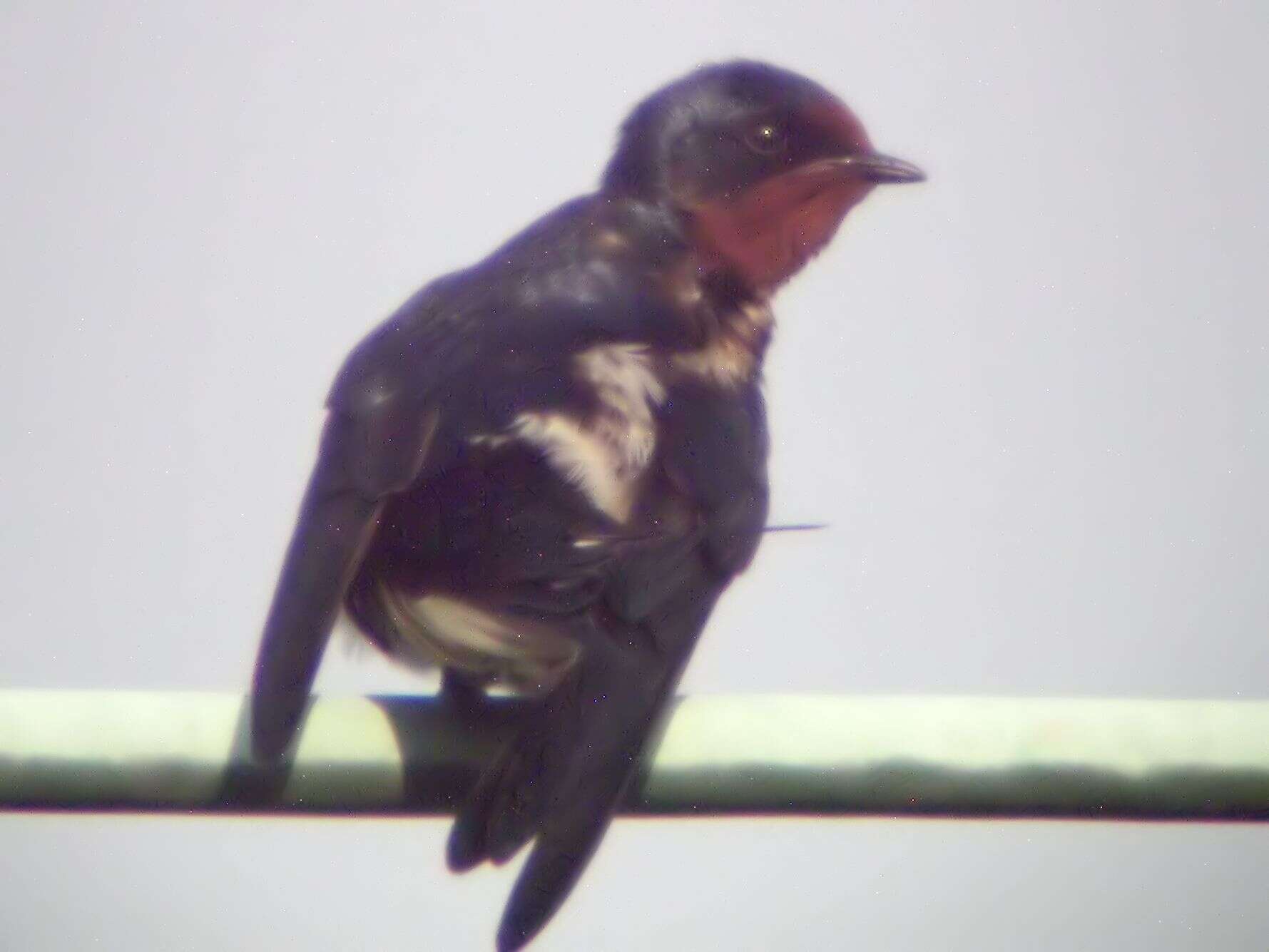 Image of Hirundo Linnaeus 1758