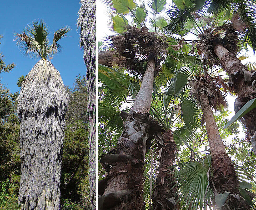 Image of fan palm