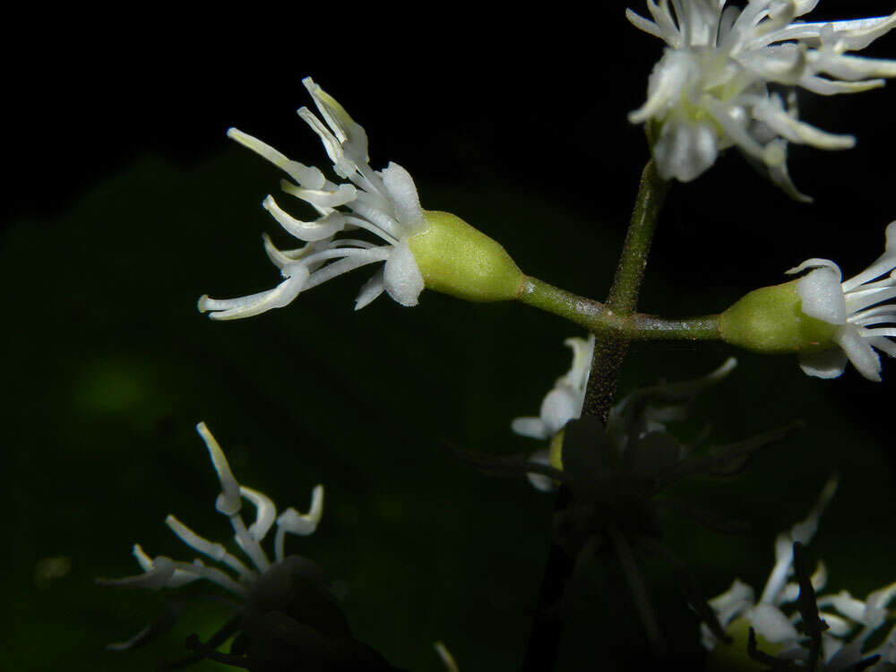 Слика од Miconia gracilis Triana