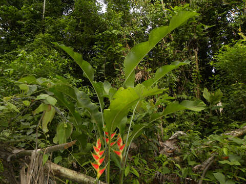 Heliconia wagneriana Petersen的圖片