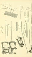 Image of Hymedesmiidae Topsent 1928