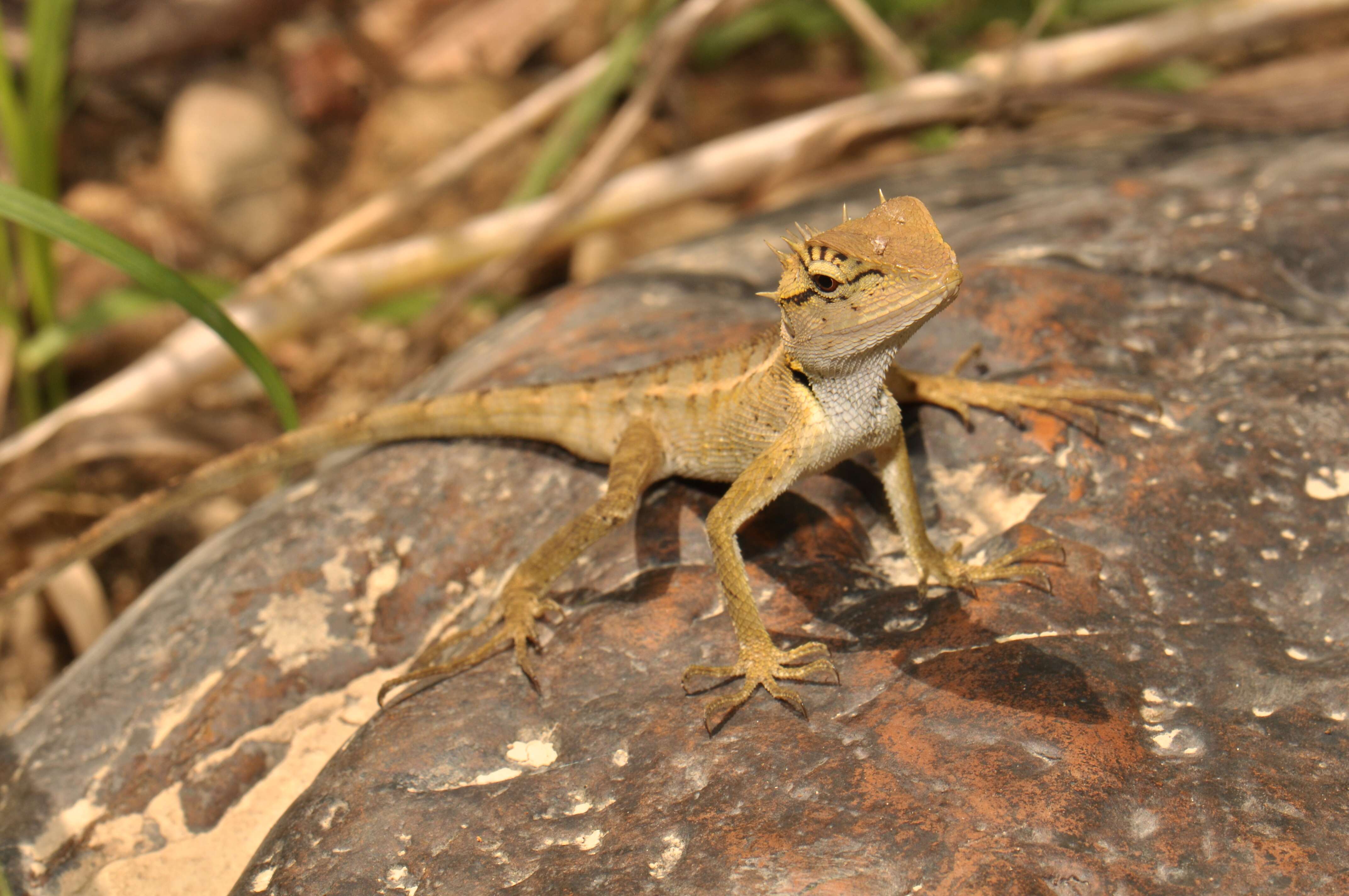 Image of Calotes emma Gray 1845