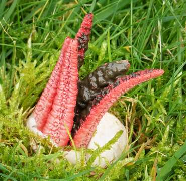 Image of Clathrus