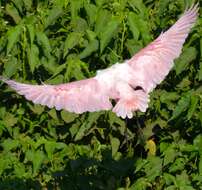 Image of Roseate Spoonbill