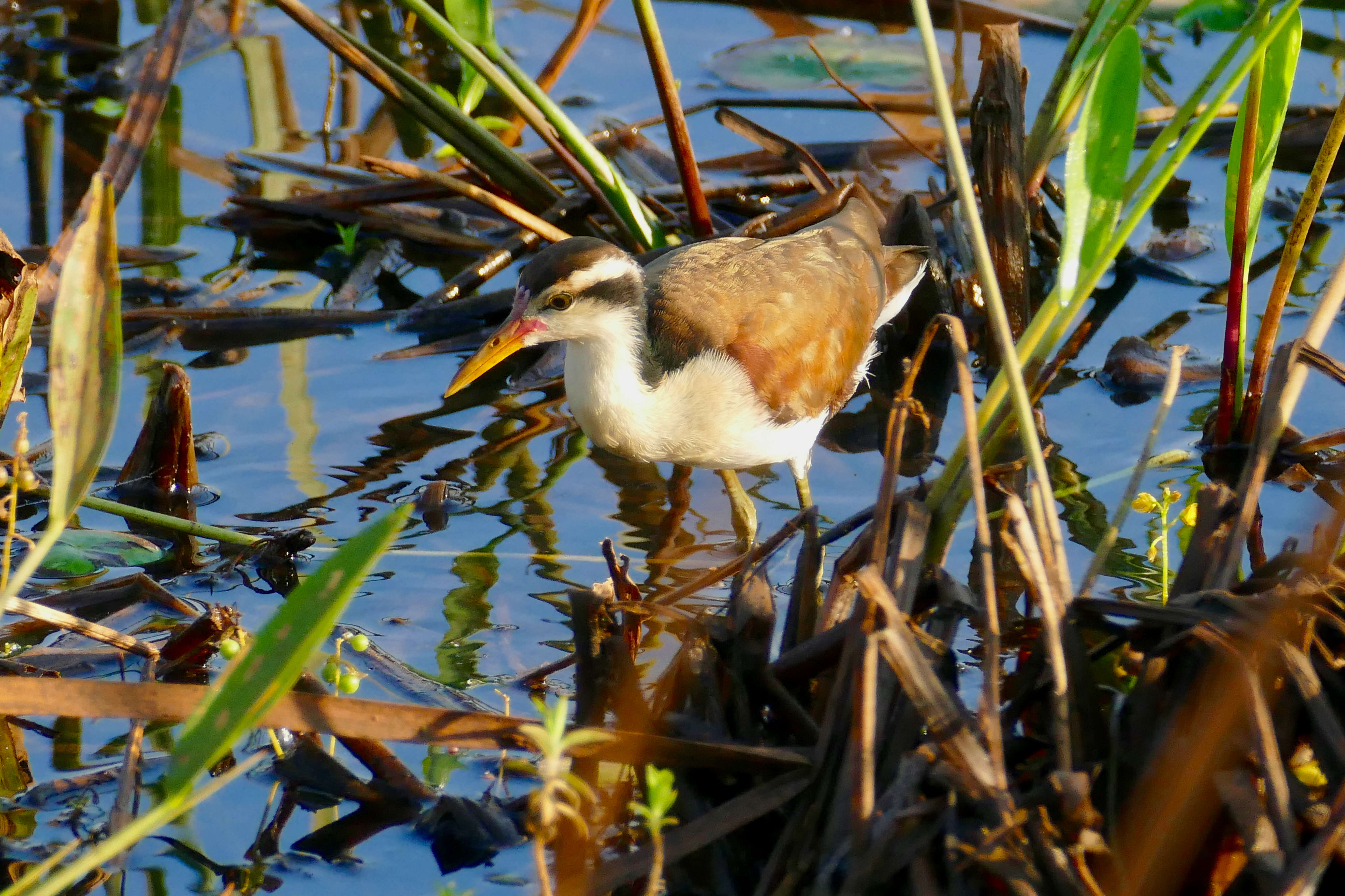 Image of Wattled Jacana