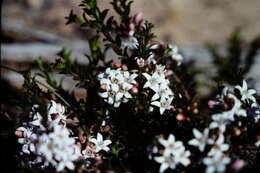 Image of Philotheca pungens (Lindl.) Paul G. Wilson