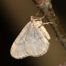 Image of winter moth