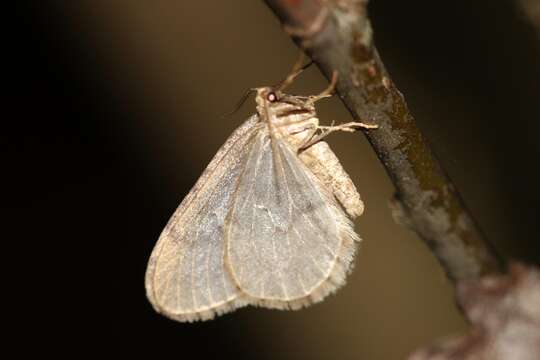 Imagem de Operophtera brumata Linnaeus 1758