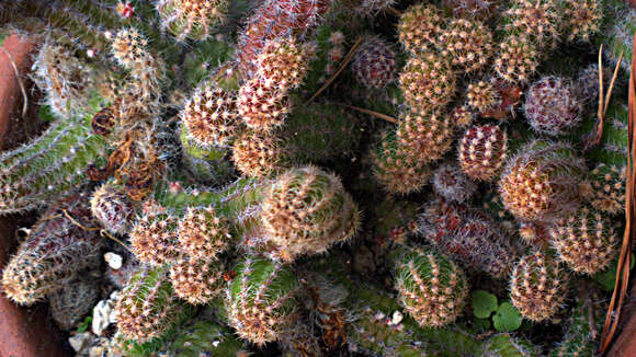 Echinopsis chamaecereus H. Friedrich & Glaetzle resmi