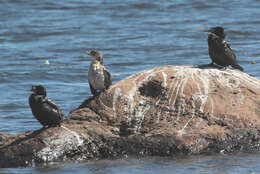 صورة <i>Phalacrocorax africanus</i>