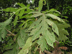 Image of Pentagonia lobata C. M. Taylor