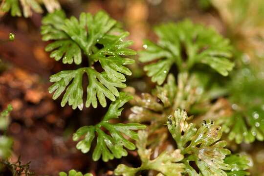 صورة Hymenophytaceae