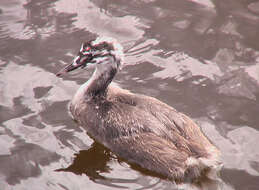 Image of Podiceps cristatus cristatus (Linnaeus 1758)