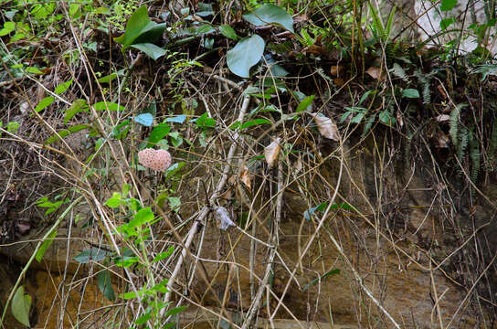 Image of Waxflowers