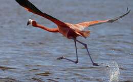 Imagem de Phoenicopterus ruber Linnaeus 1758