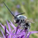 Sivun Eucera cineraria Eversmann 1852 kuva