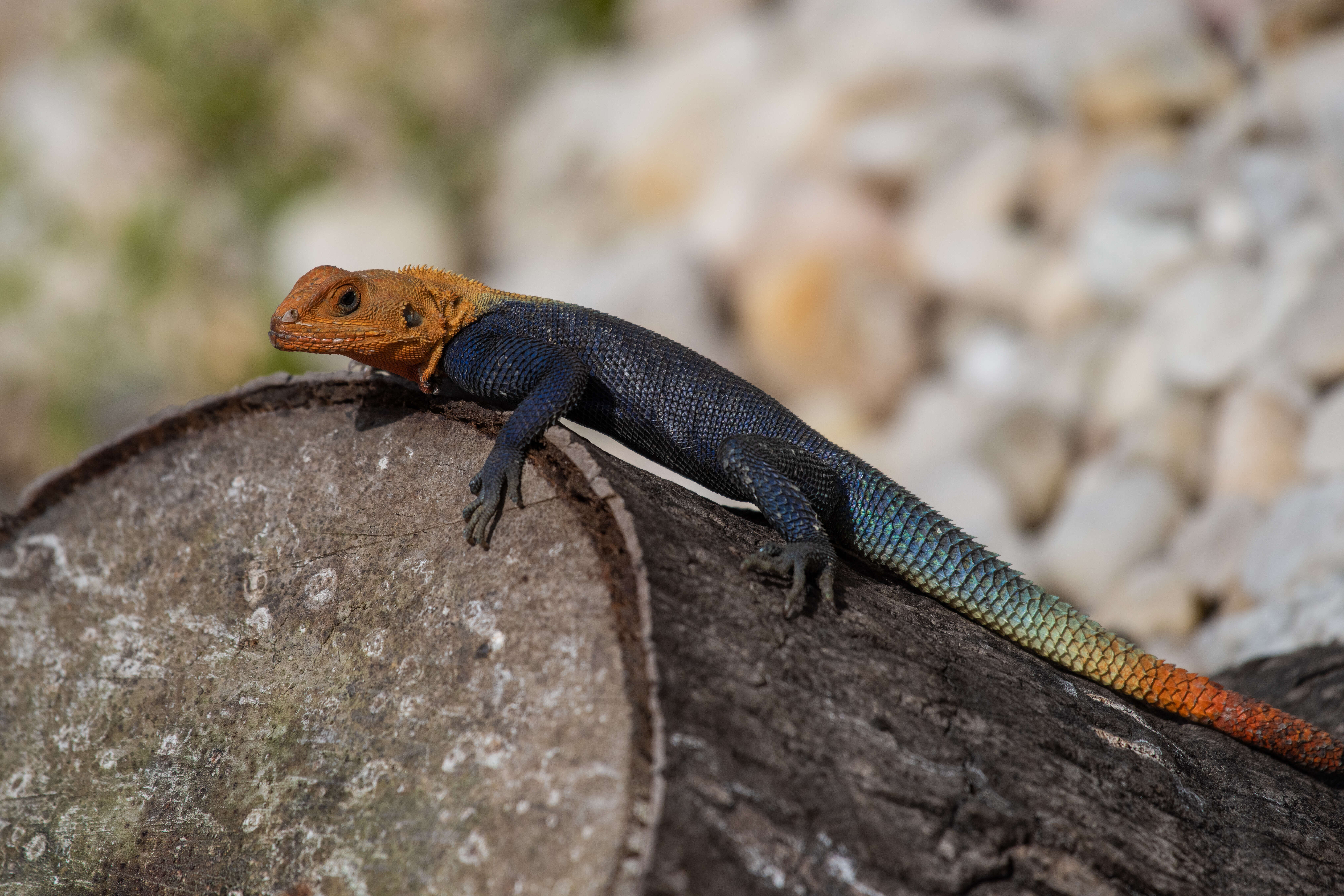 Sivun Agama agama (Linnaeus 1758) kuva