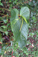 Image of Anthurium oxybelium Schott