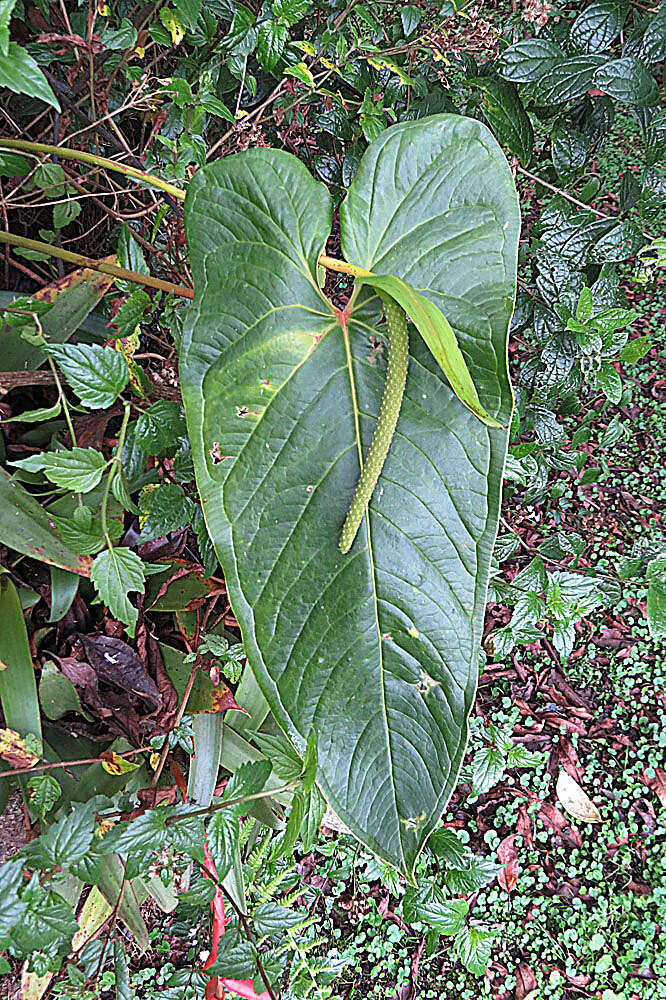 Image of Anthurium oxybelium Schott