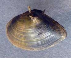 Image of Altamaha Spinymussel