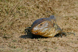 Image of Paraguay Caiman Lizard