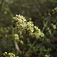 Image of prickbush